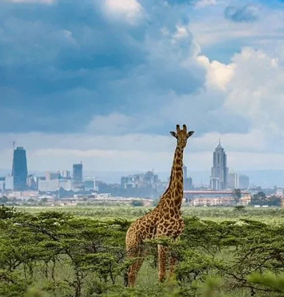 Nairobi, Amboseli, Samburu, Masai Mara, Watamu