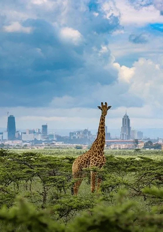 Nairobi Excursions