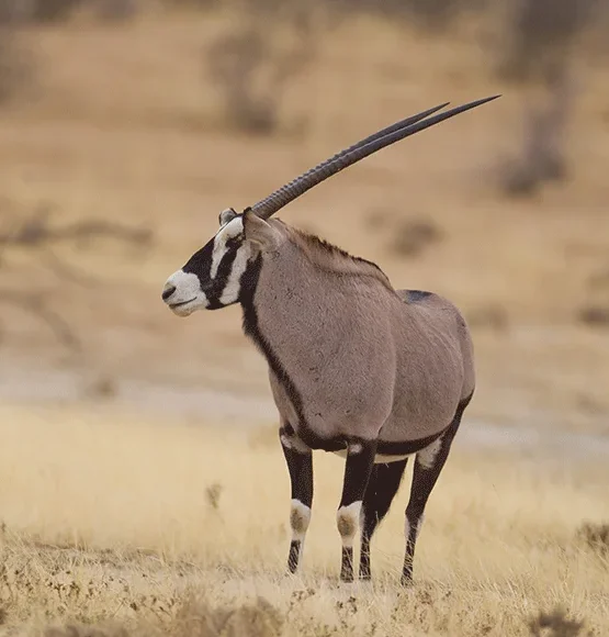 Flying Safari Maasai Mara